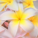 hawaiian flowers photoshop contest